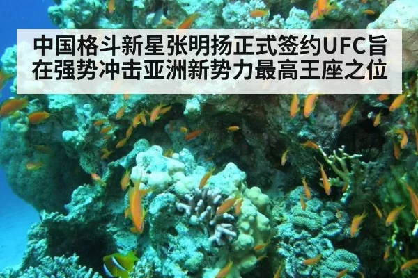 中国格斗新星张明扬正式签约UFC旨在强势冲击亚洲新势力最高王座之位